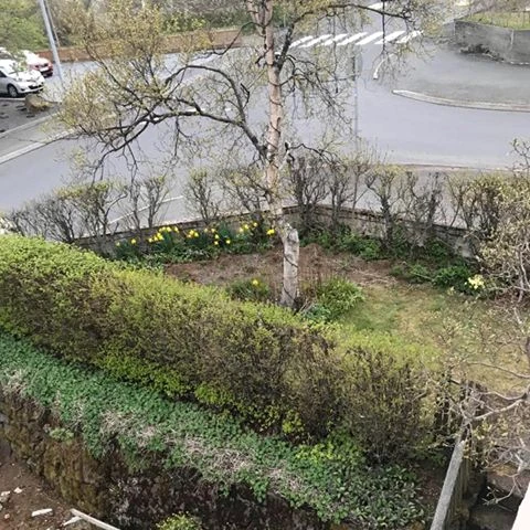 Garðurinn fyrir smíði palls, með tré og grónu beði