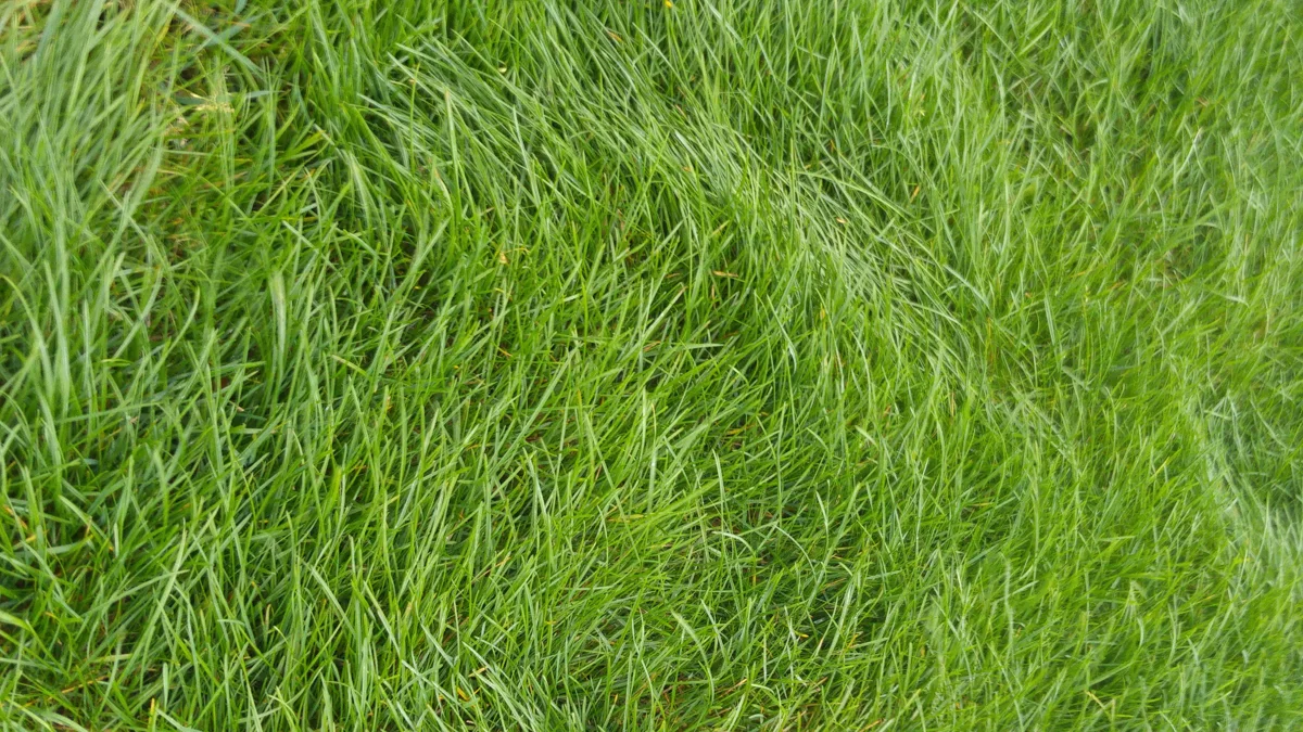 Þétt grasflöt